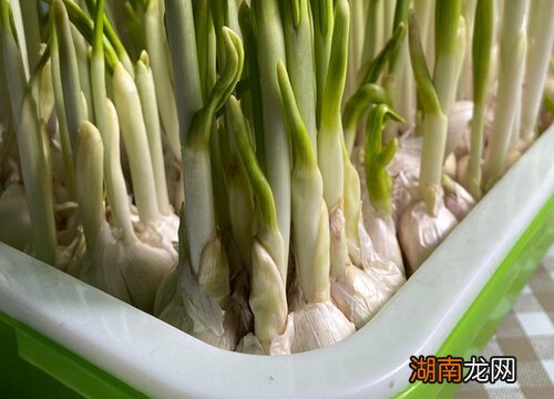 不同点主要有3方面 紫皮蒜与白皮蒜的区别图片