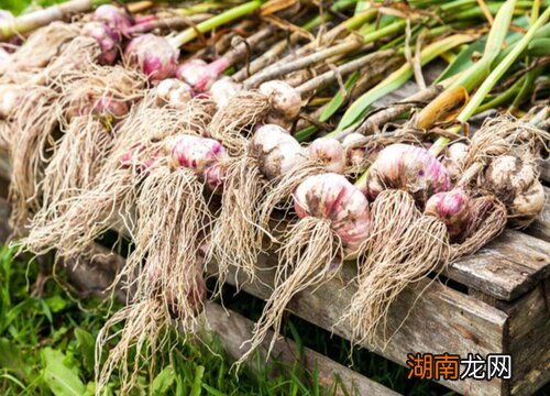 不同点主要有3方面 紫皮蒜与白皮蒜的区别图片