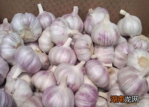 不同点主要有3方面 紫皮蒜与白皮蒜的区别图片