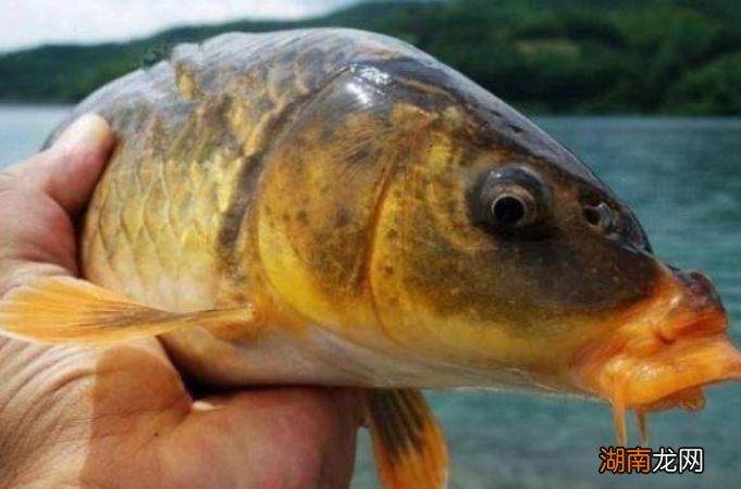 掌握这些用法秘诀就不一样了 为什么挂玉米钓鱼一天没口