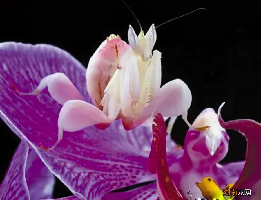 关于六大昆虫之最知识 世界上最长的昆虫是什么体长多少