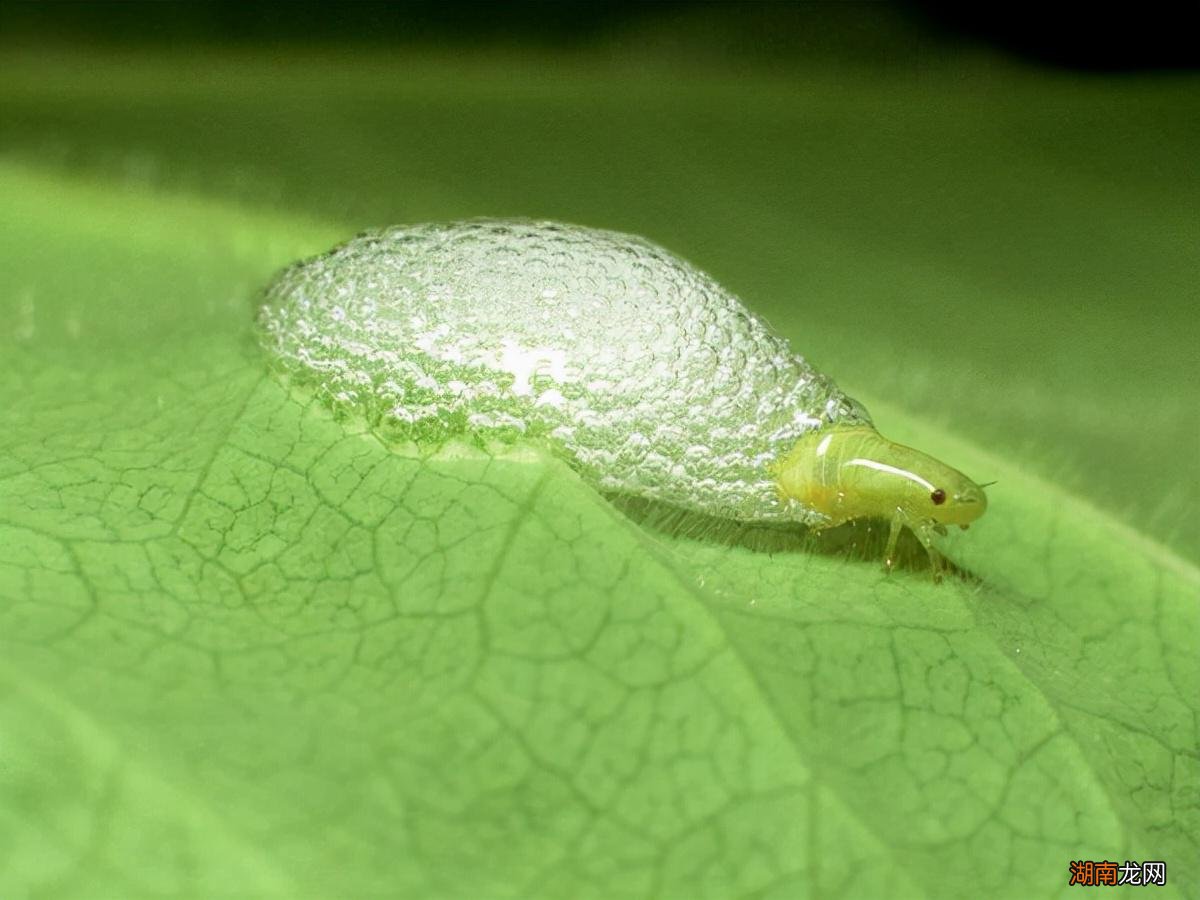 关于六大昆虫之最知识 世界上最长的昆虫是什么体长多少