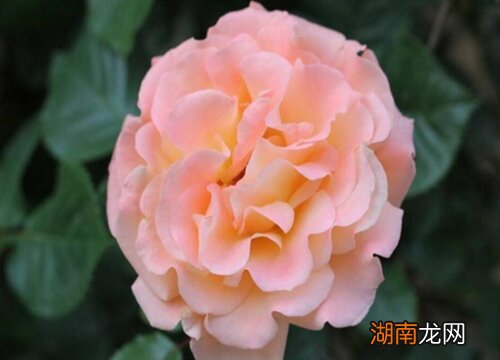 盆栽月季花正确施肥方法 月季花施什么肥料最好