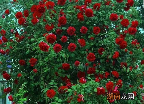 盆栽月季花正确施肥方法 月季花施什么肥料最好