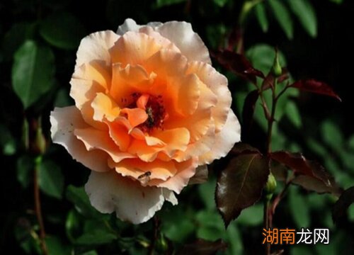 盆栽月季花正确施肥方法 月季花施什么肥料最好