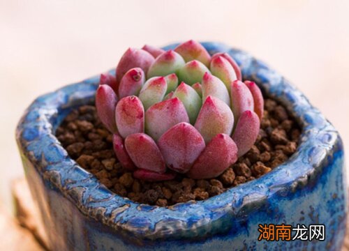 香味浓的多肉植物品种推荐 香味最浓的多肉排行