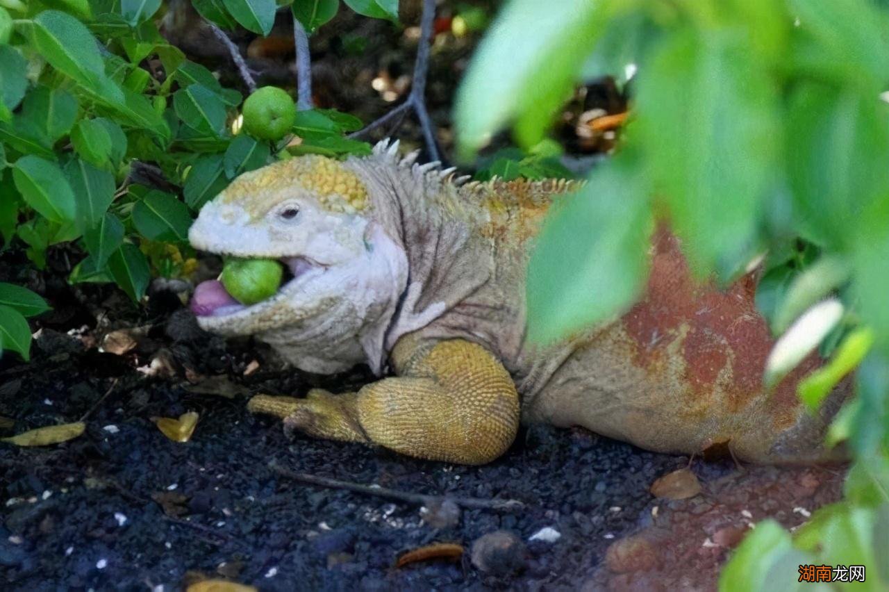 毒番石榴摸都摸不得 世界上最毒的植物排名第一