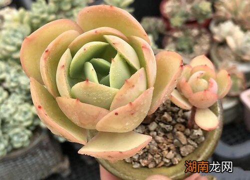 多肉黑腐有没有什么紧急处理措施 多肉黑腐一开始的症状