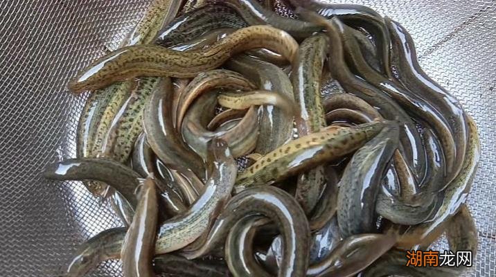 选购正确的罗非鱼饵料方法 钓罗非用什么饵料最好