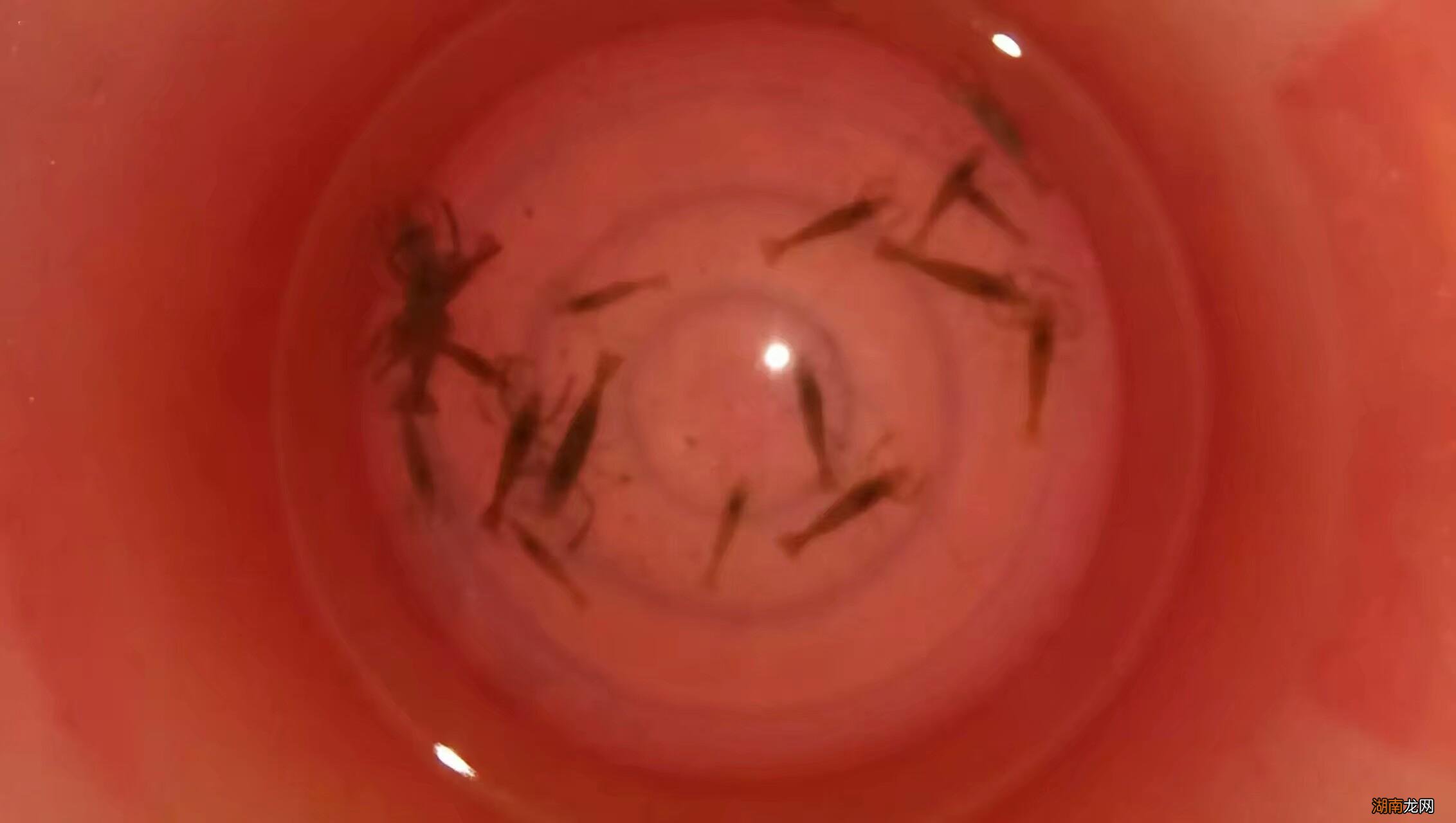 选购正确的罗非鱼饵料方法 钓罗非用什么饵料最好