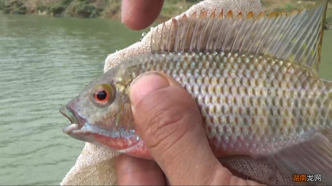 选购正确的罗非鱼饵料方法 钓罗非用什么饵料最好