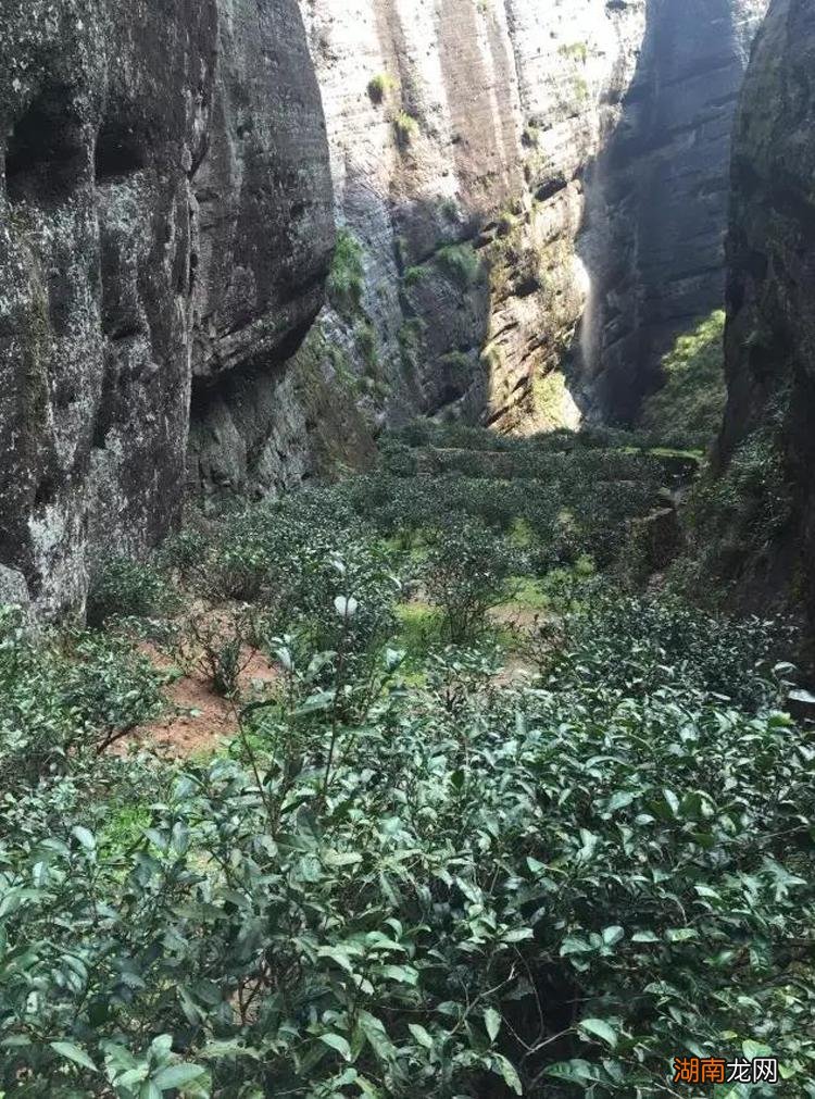 老枞水仙的特点与口感简介 老枞水仙属于什么茶类