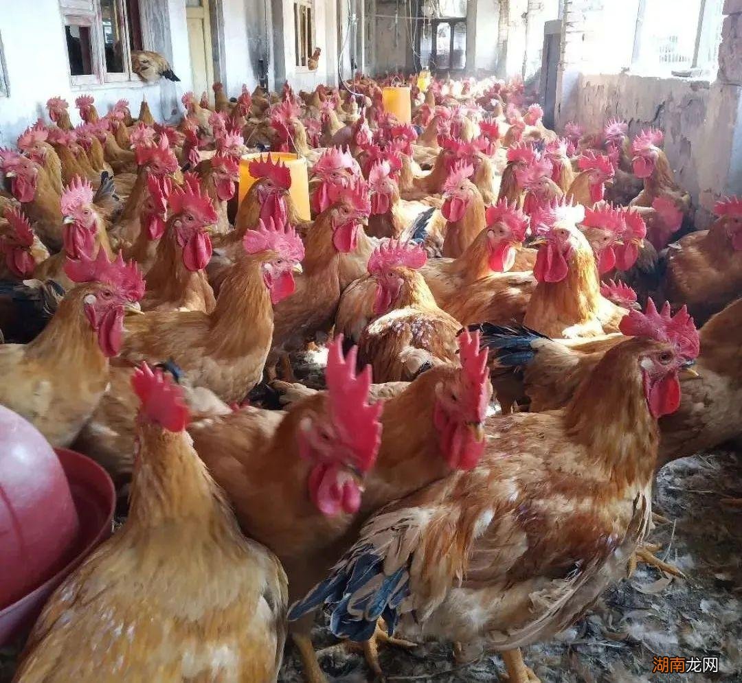 养鸡创业的家庭鸡舍修建方法 农村鸡舍怎么搭建最好