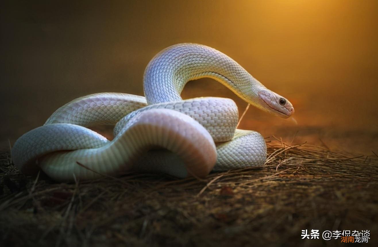 民间所谓“家仙”真的不能得罪吗 家仙是指的什么