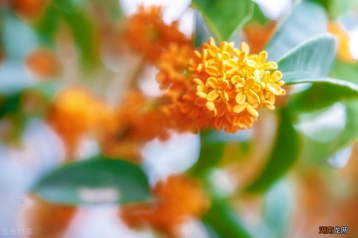 适合家里养的32种花图片