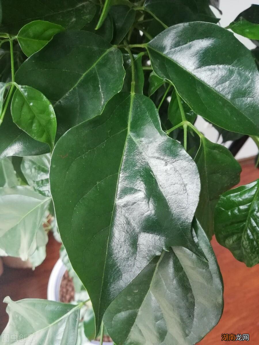 适合家里养的32种花图片