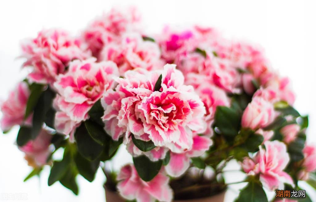 适合家里养的32种花图片