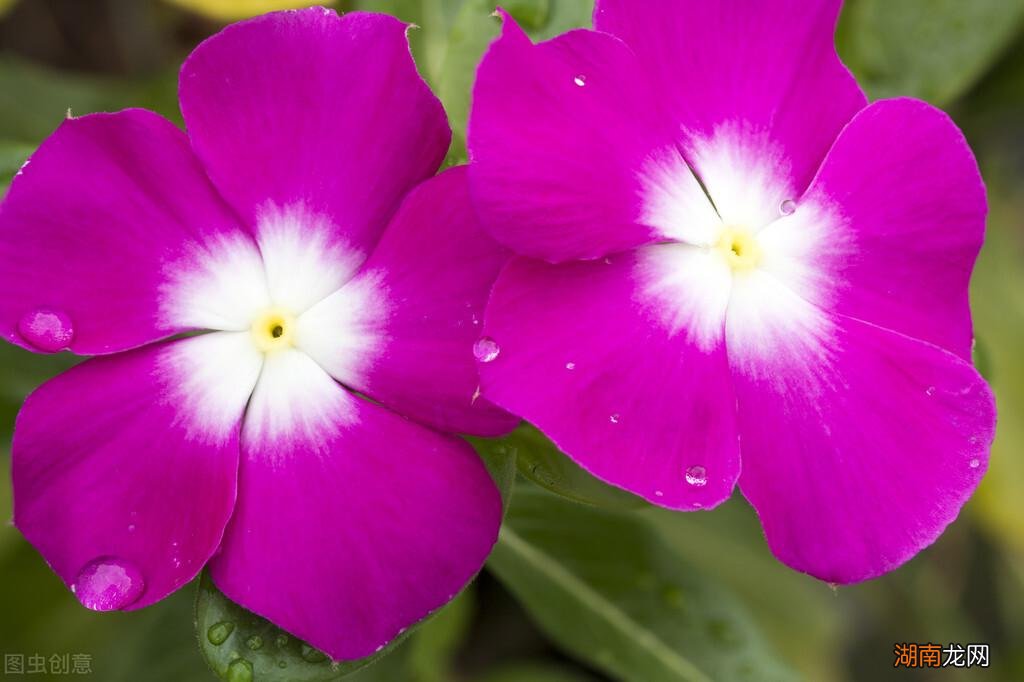 适合家里养的32种花图片