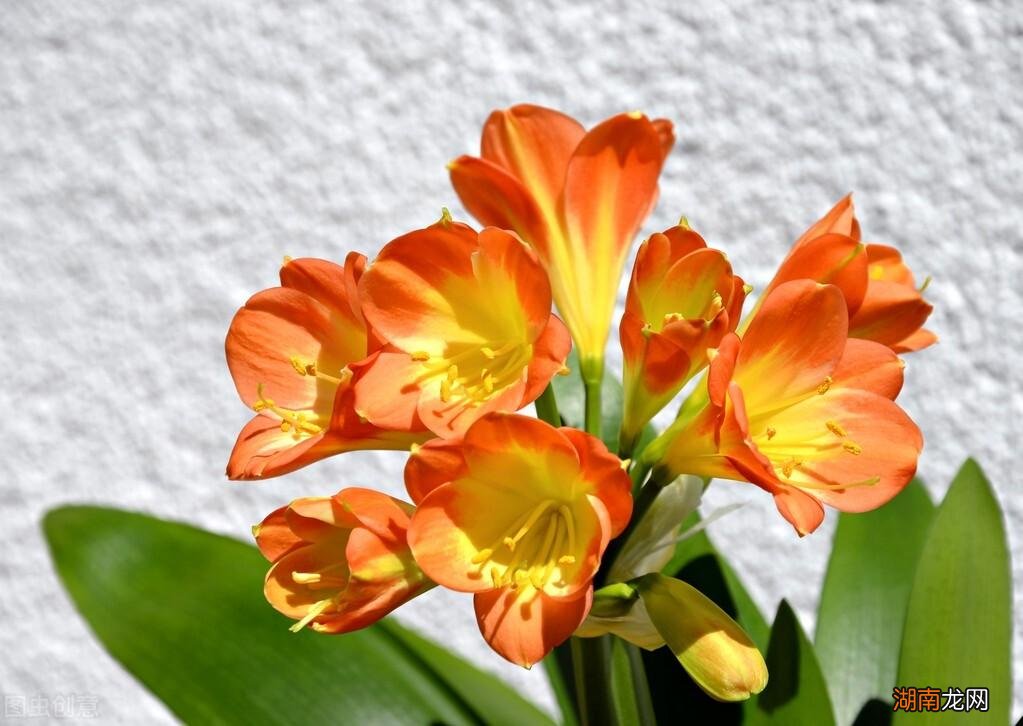 适合家里养的32种花图片