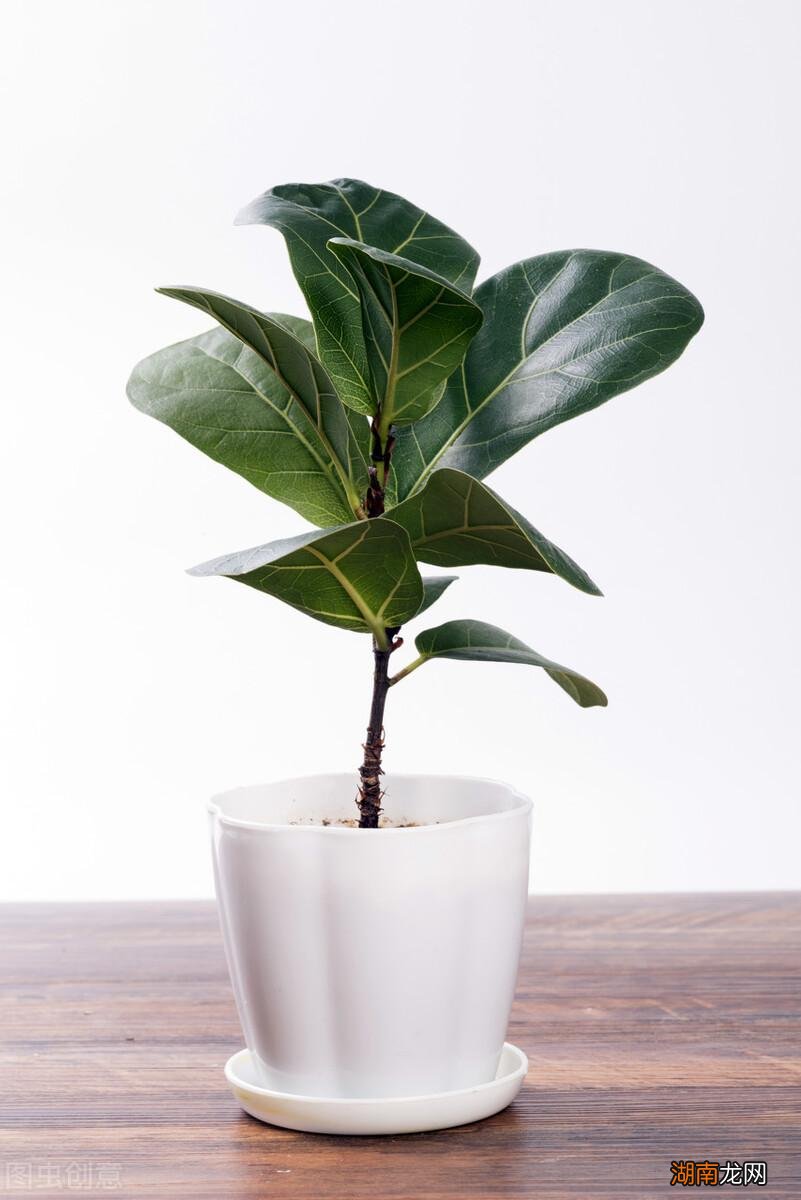 适合家里养的32种花图片