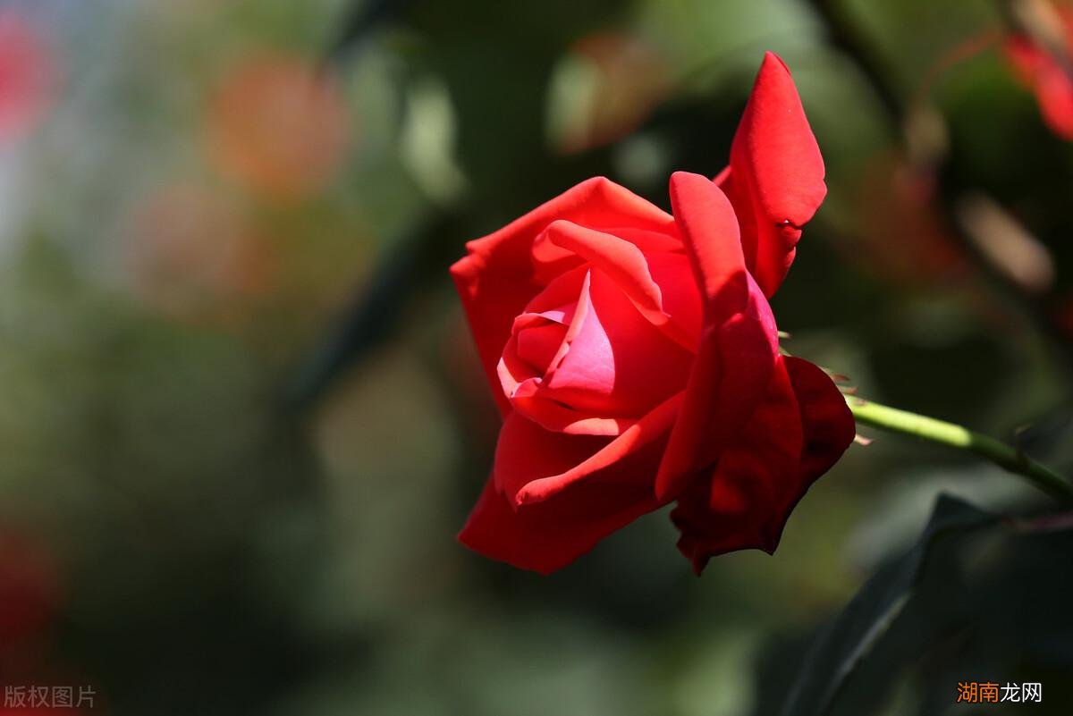 适合家里养的32种花图片