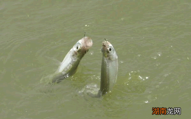 袖钩的4号和5号对比哪个更实用 5号袖钩钓多大的鱼