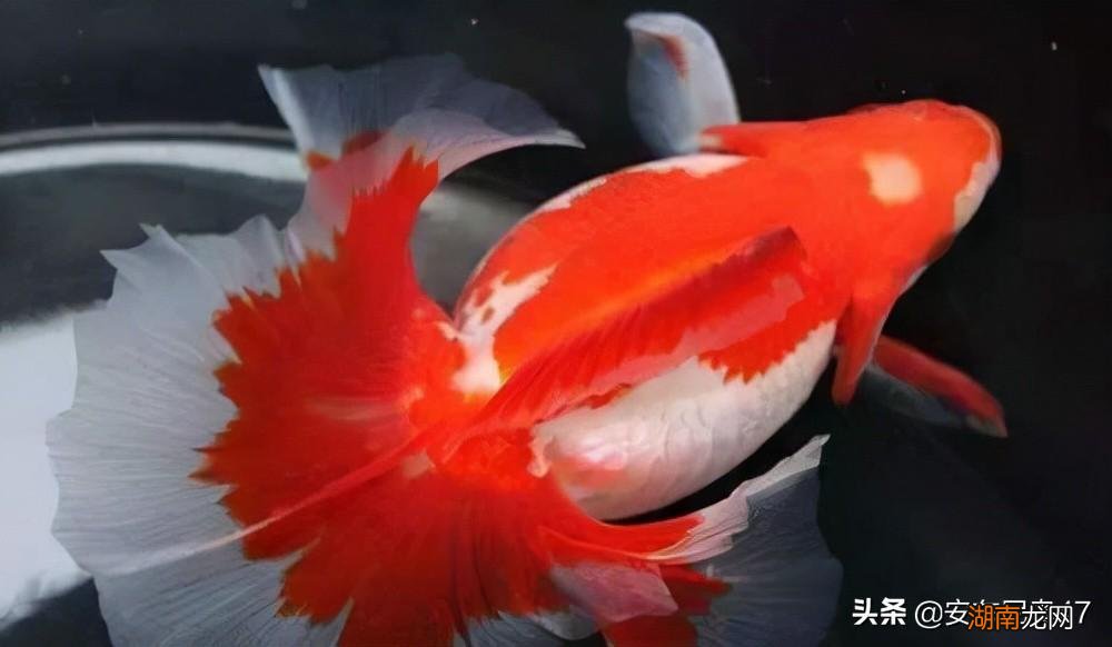 十大难养的金鱼品种盘点