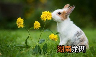 兔子怎么养才不会死 兔子容易养死吗