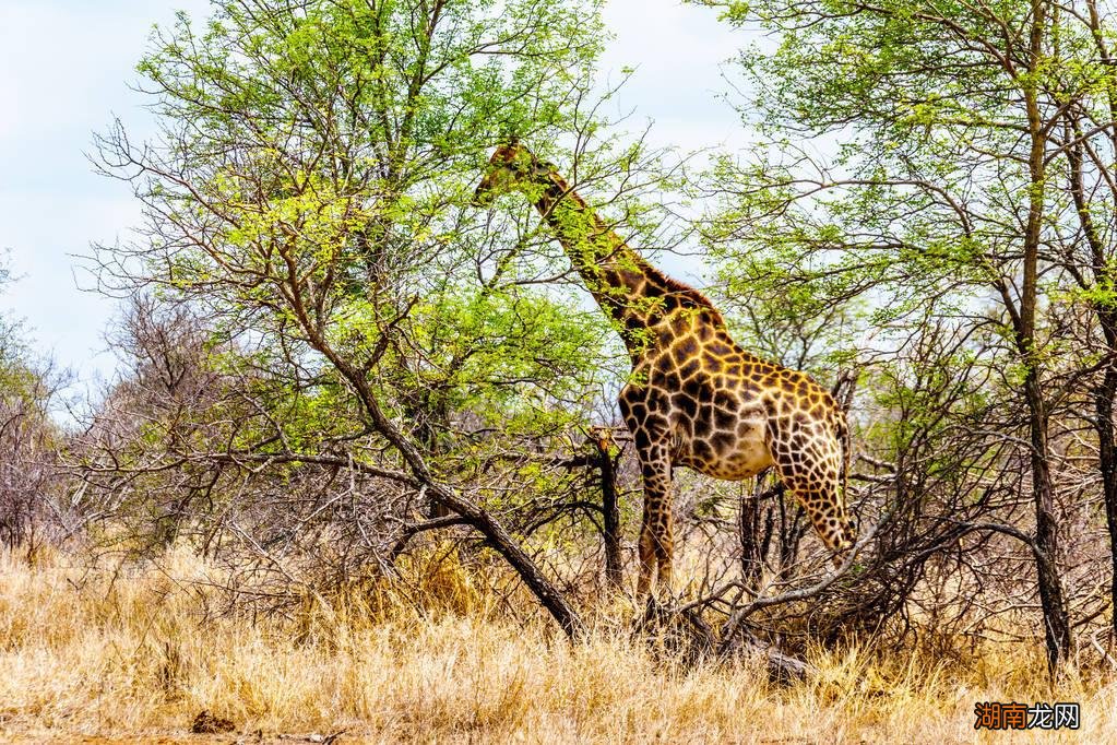 它出生时身高能达1.8米 世界上最高的动物