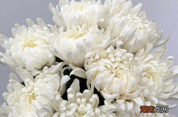 扫墓祭祖别忘记带这5种鲜花 祭祖用什么花合适