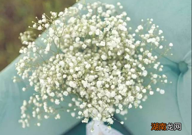 扫墓祭祖别忘记带这5种鲜花 祭祖用什么花合适