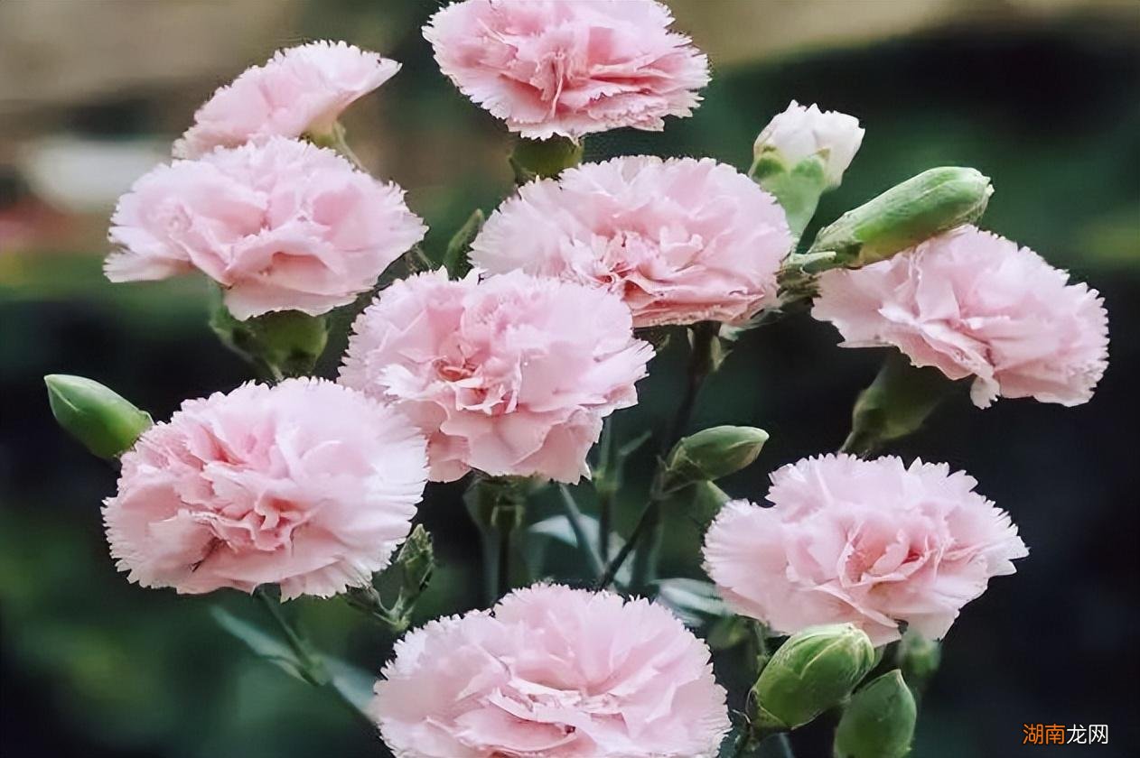 扫墓祭祖别忘记带这5种鲜花 祭祖用什么花合适