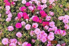 太阳花播种方法及注意事项 太阳花种子什么时候播种比较好