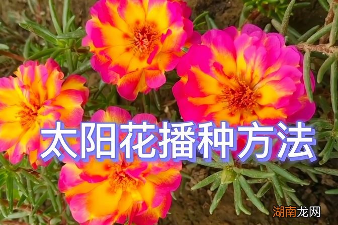 太阳花播种方法及注意事项 太阳花种子什么时候播种比较好