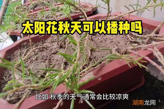 太阳花播种方法及注意事项 太阳花种子什么时候播种比较好