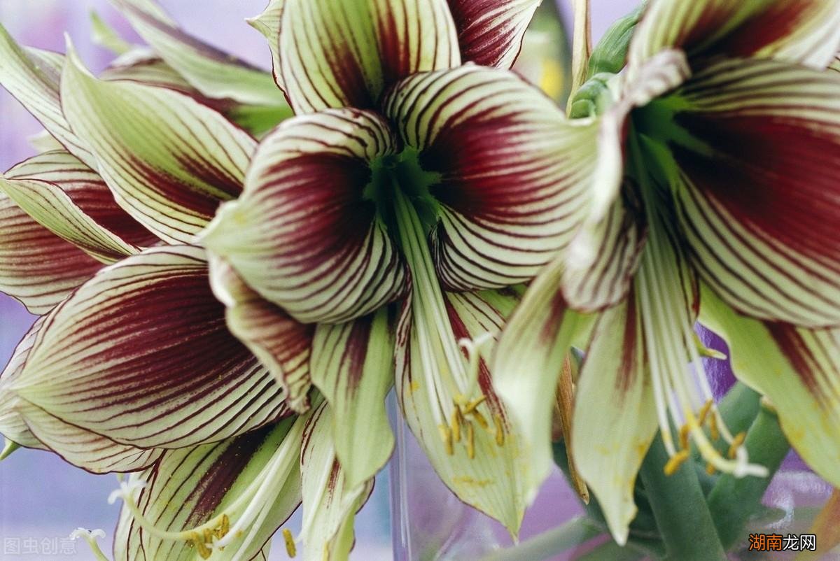 在家养出多盆朱顶红的技巧 对红的养殖方法和注意事项