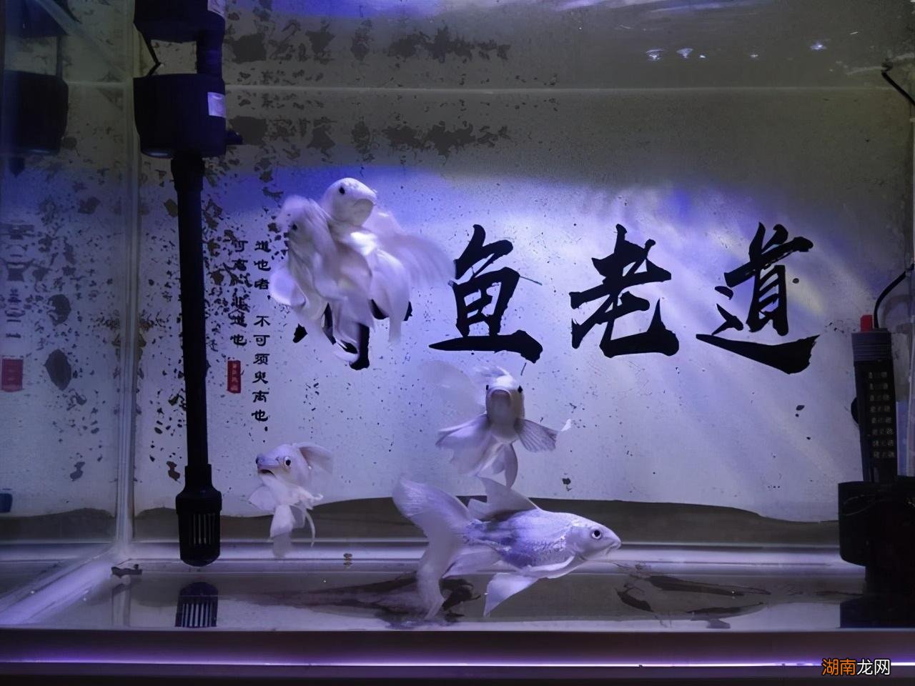 观赏鱼缸消毒技巧 鱼缸消毒杀菌用什么药好