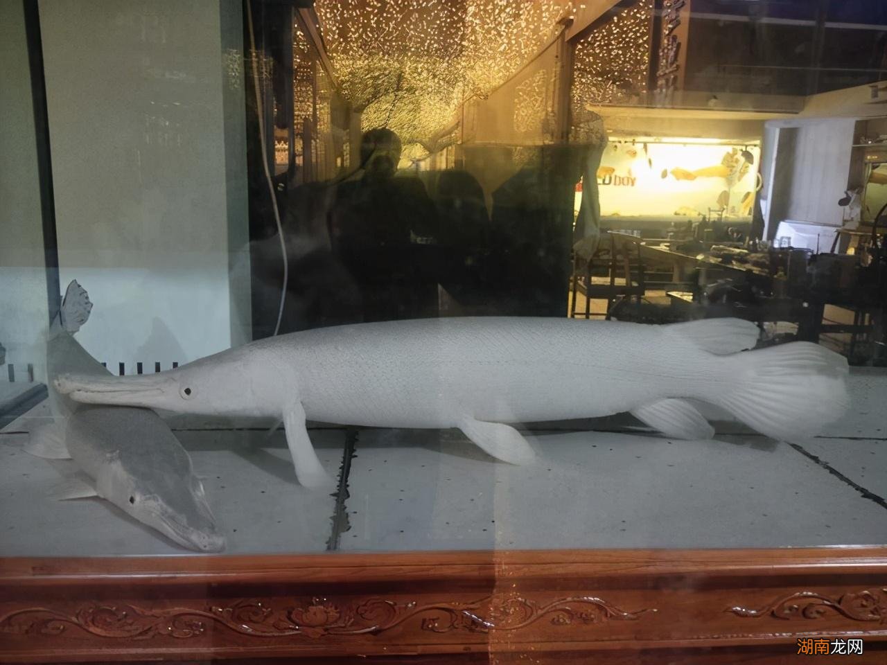 观赏鱼缸消毒技巧 鱼缸消毒杀菌用什么药好