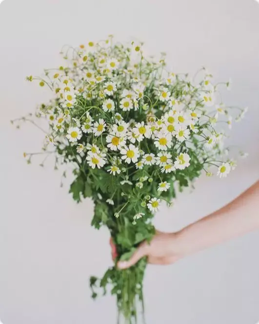 盘点那些代表分手寓意的花 结束一段感情送什么花