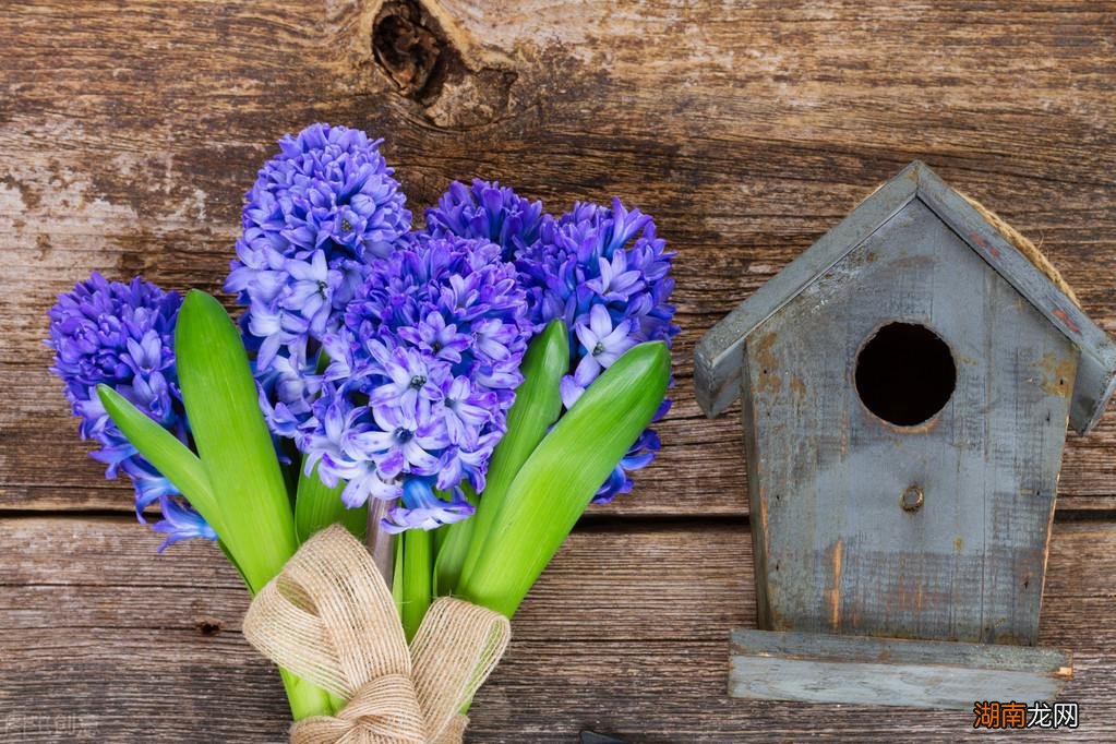盘点那些代表分手寓意的花 结束一段感情送什么花
