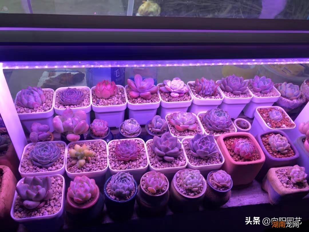 补光灯和普通灯有什么区别 多肉补光灯真的有用吗