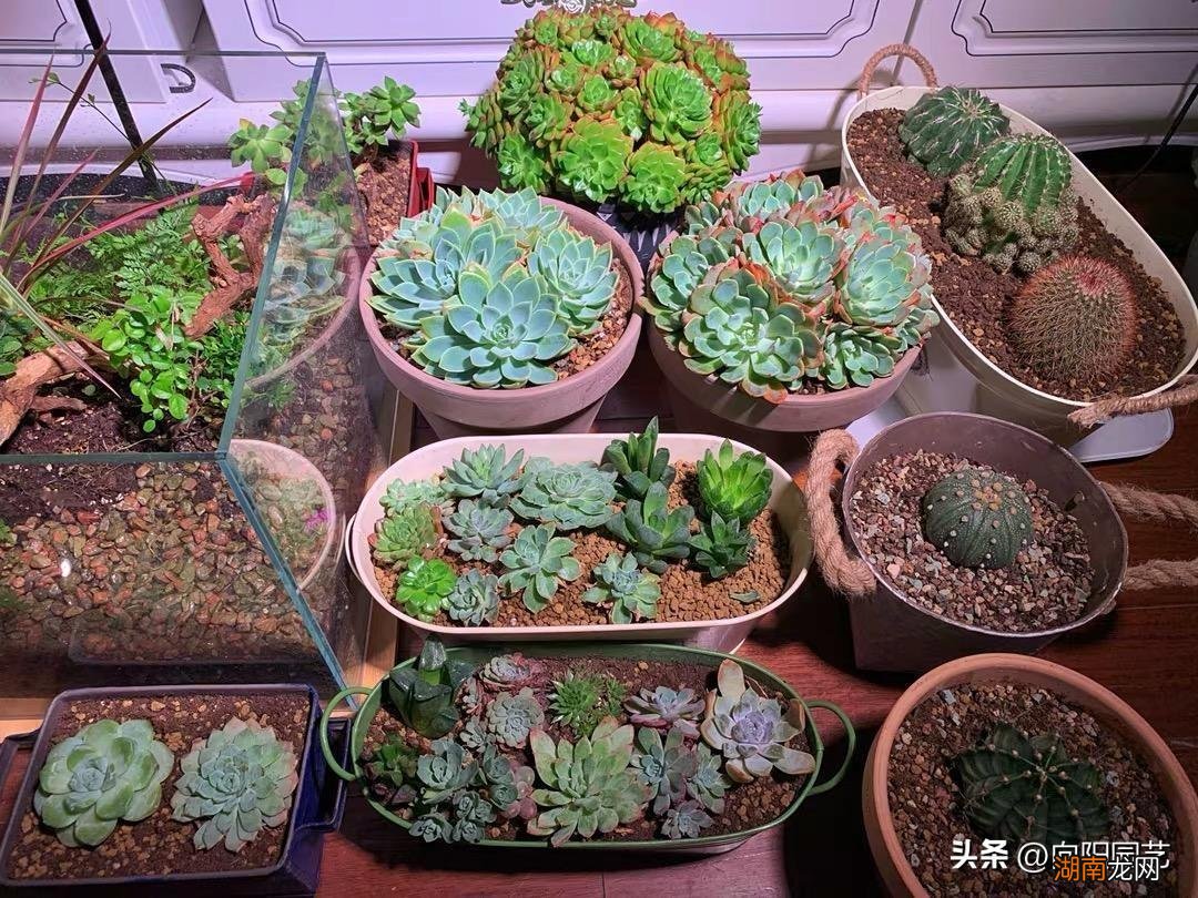 补光灯和普通灯有什么区别 多肉补光灯真的有用吗