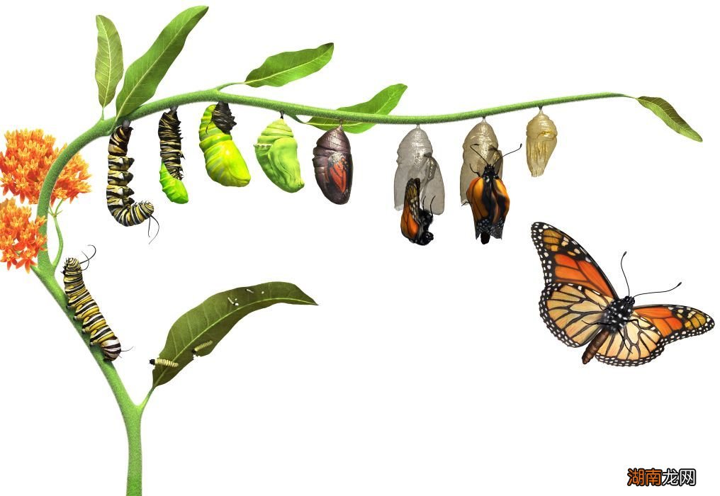 蝴蝶是否有毛毛虫时期的记忆 蝴蝶的寿命有多长时间