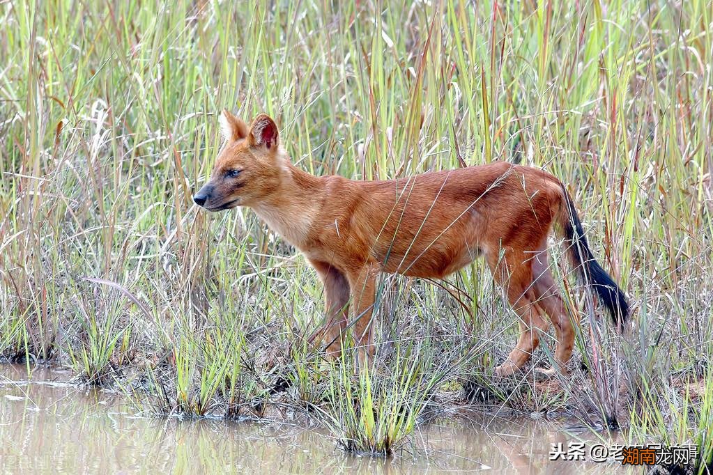保护庄稼的小动物有哪些名字