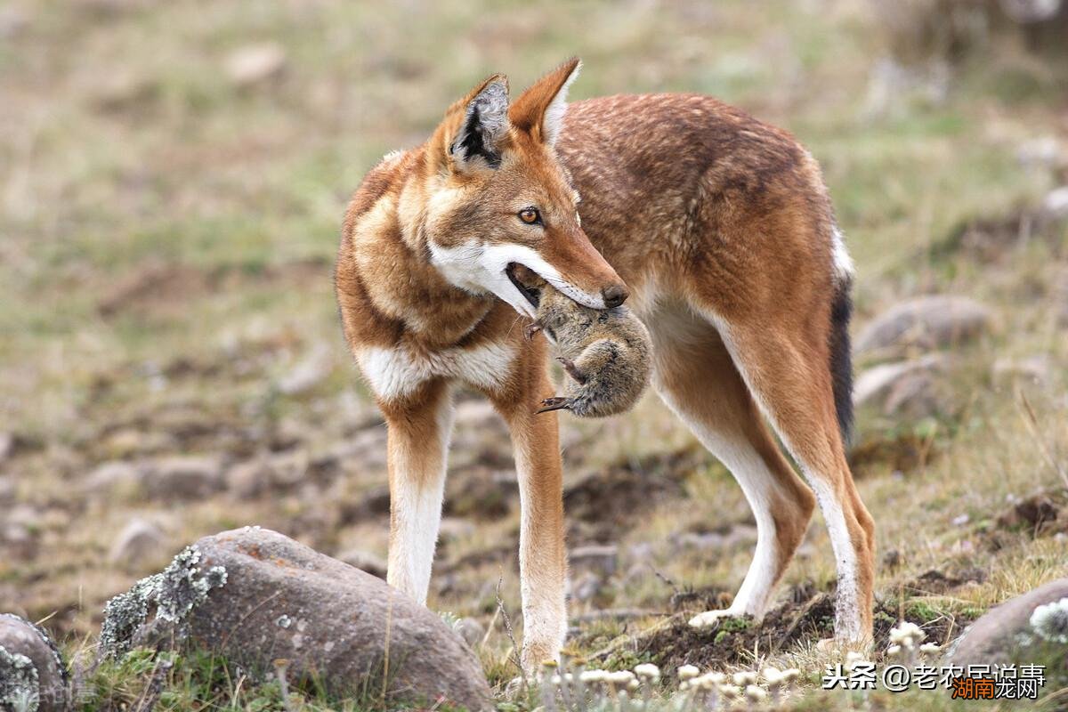 保护庄稼的小动物有哪些名字