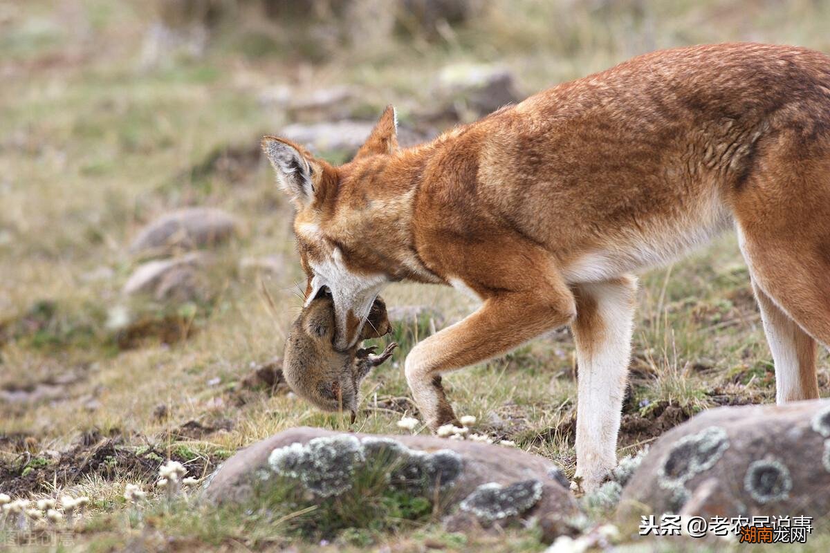 保护庄稼的小动物有哪些名字