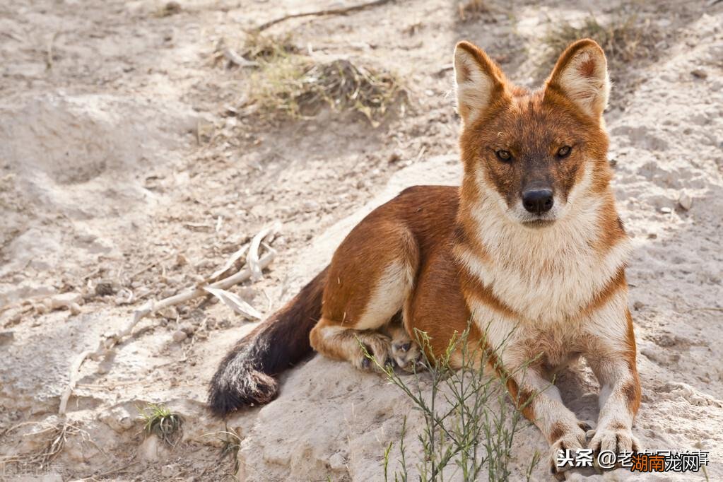 保护庄稼的小动物有哪些名字