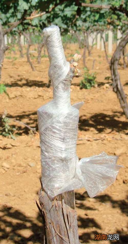 葡萄什么时候嫁接最好成活率最高