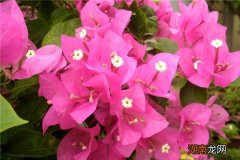 叶子花这样养护越来越旺盛 叶子花的养殖方法和注意事项