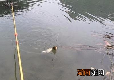 三大调漂大法搞定走水钓 走水调漂的正确方法与技巧